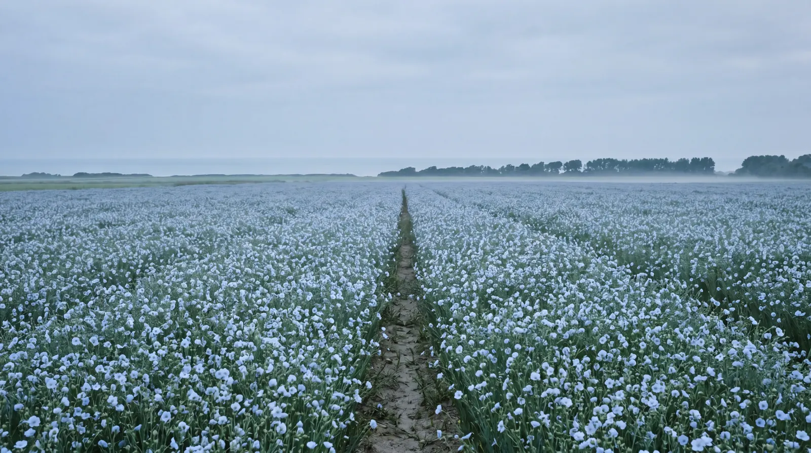 A field of flax in pale blue flower under a cool grey overcast sky on the Belgian coast, a footpath running to a misty horizon — the origin of the cloth.