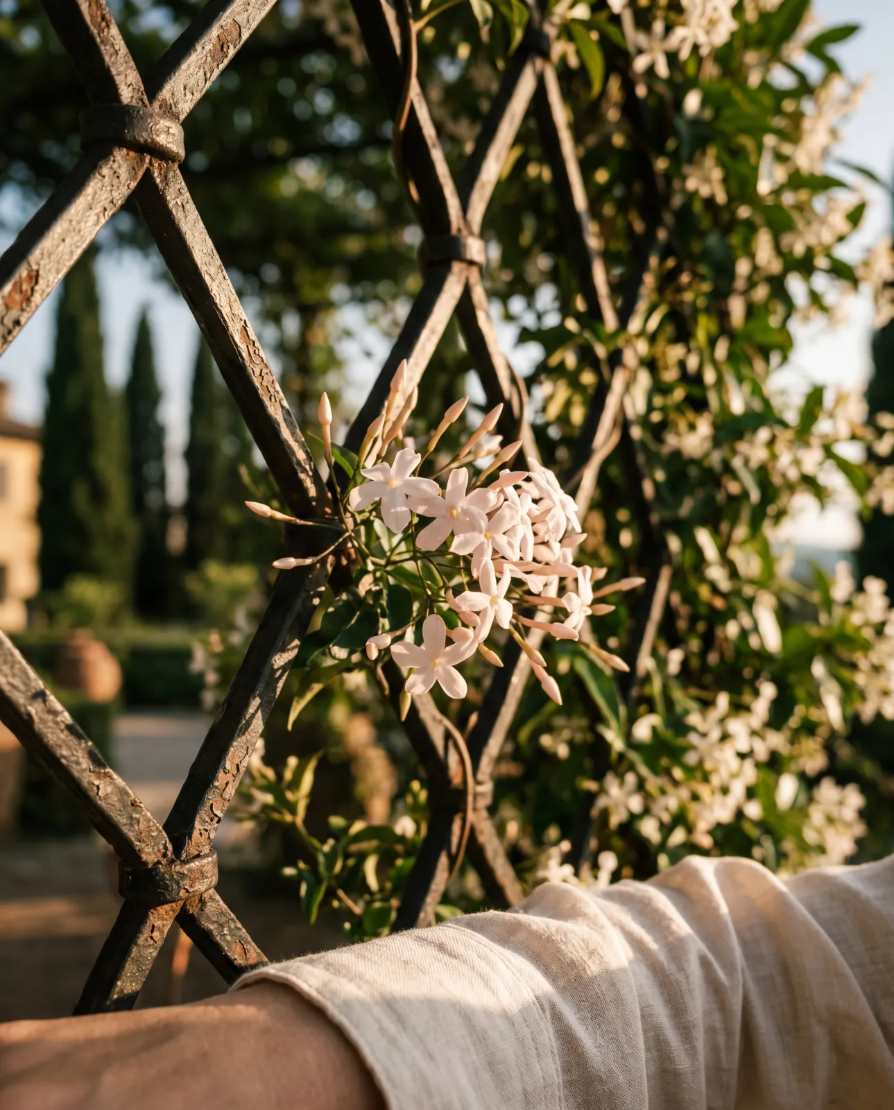 A cluster of pale jasmine flowers against a weathered wrought-iron lattice in late-afternoon side-light, a cream linen sleeve cuff just visible at the lower edge of frame.
