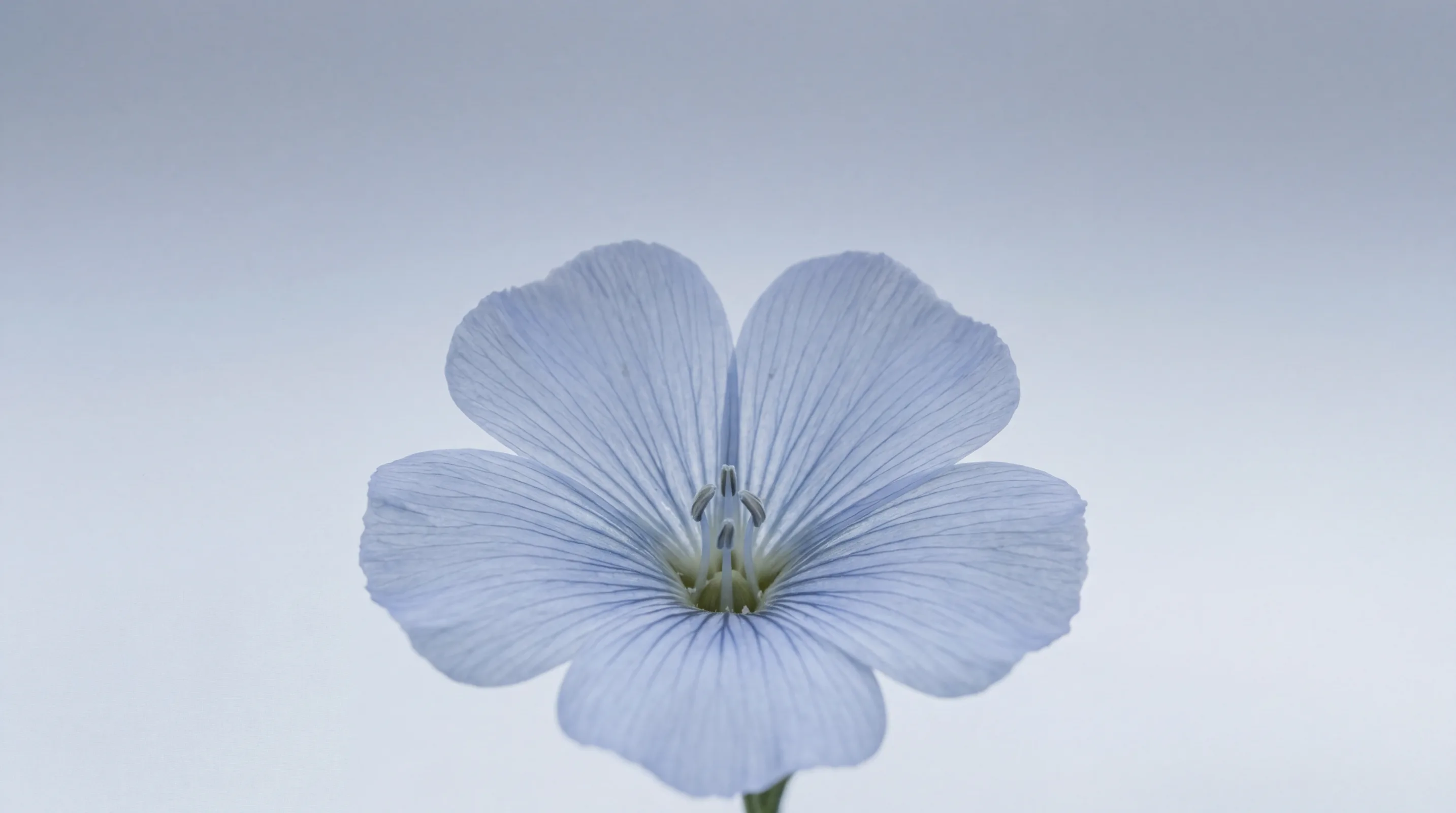 A single open flax flower in macro — five delicate pale-blue petals against a cool grey-blue overcast sky, the central stamen lit by diffused light.