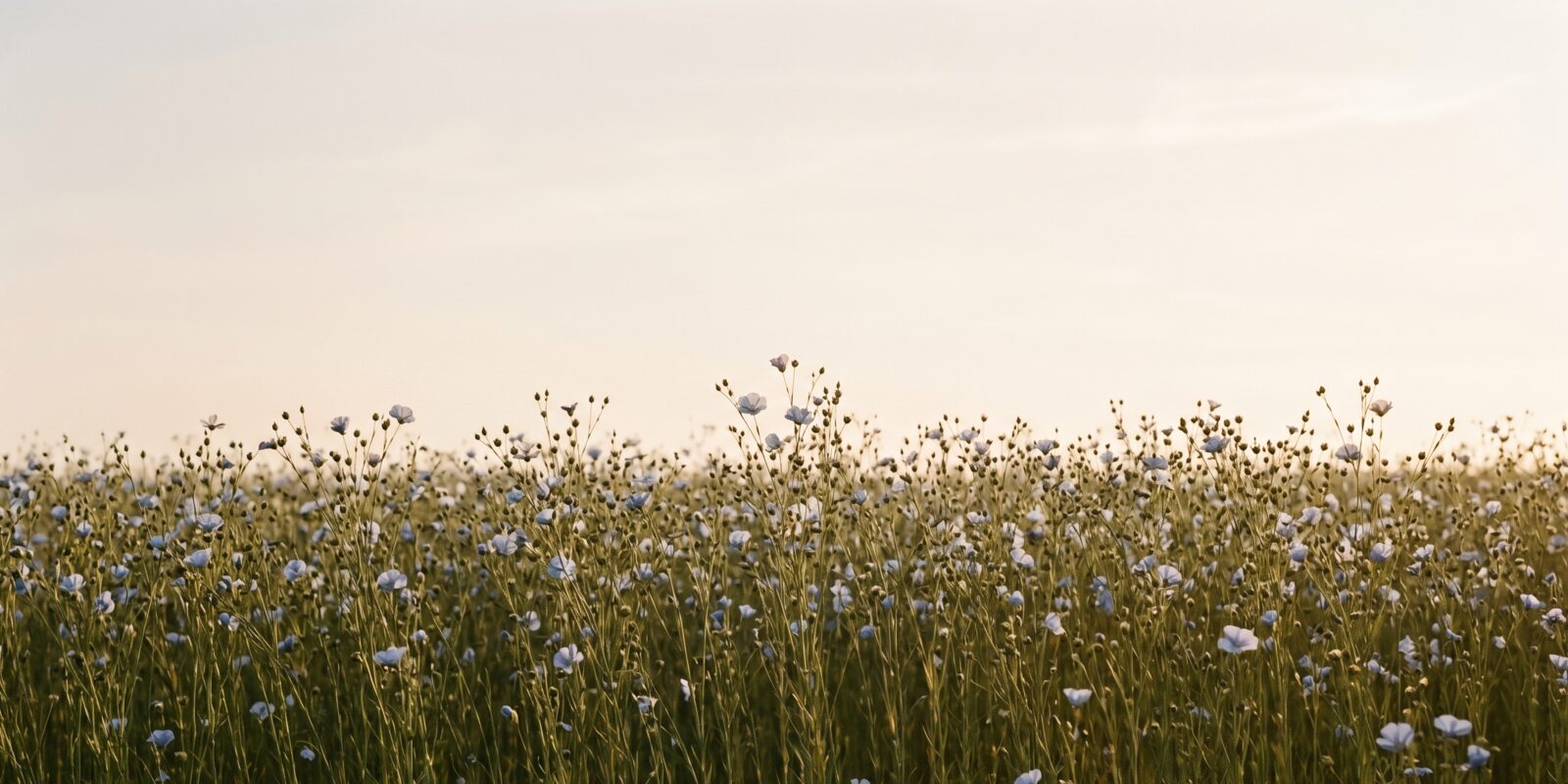 European flax field at golden hour