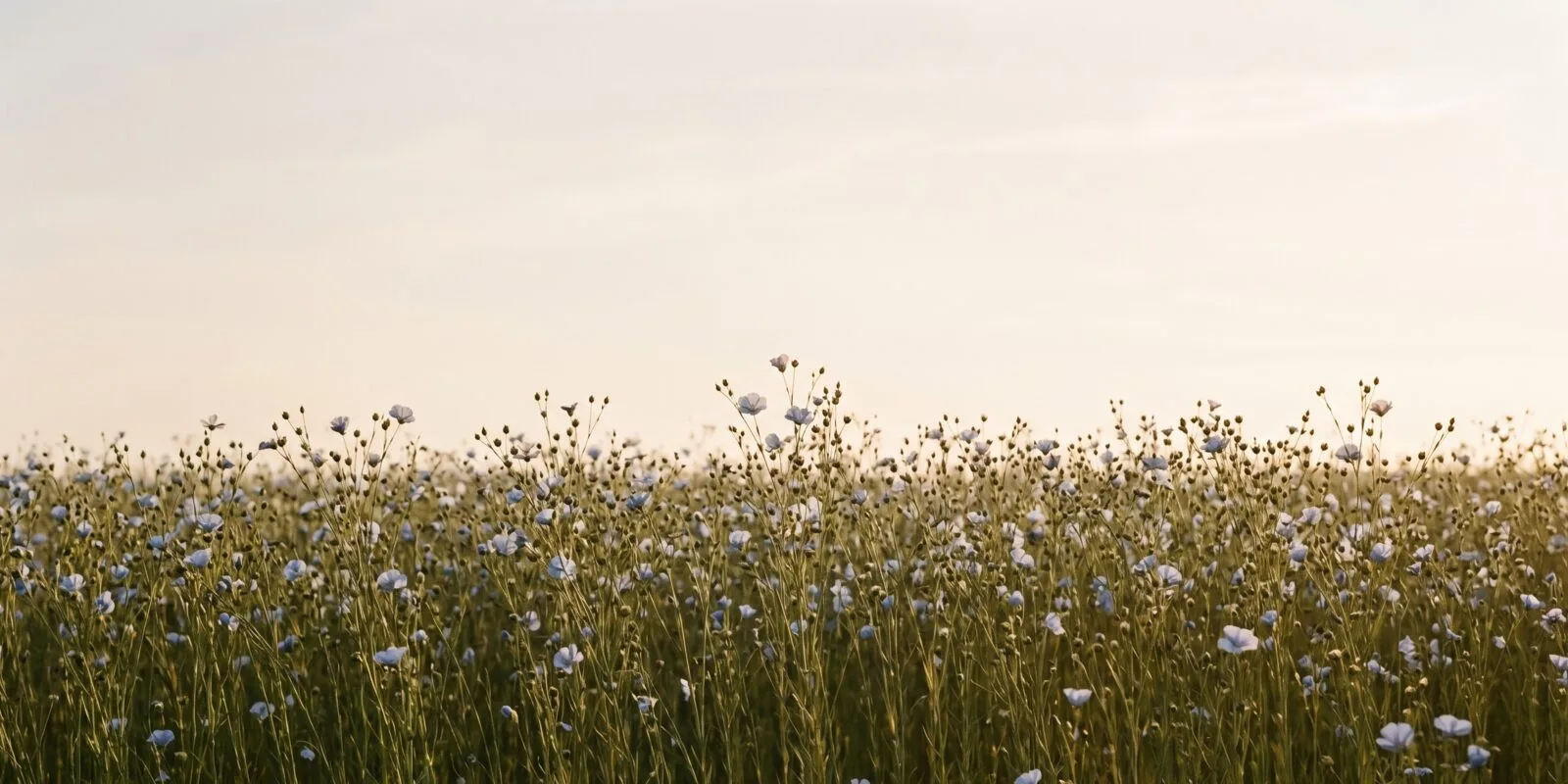 Flax field in northern Europe — cool, damp climate